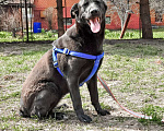 Собаки в Истре: Красотка Энджи собака в добрые руки Девочка, Бесплатно - фото 6