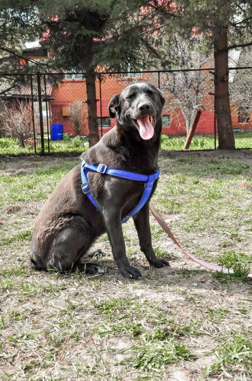 Собаки в Истре: Красотка Энджи собака в добрые руки Девочка, Бесплатно - фото 6