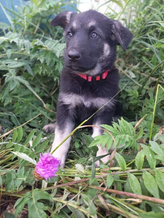 Собаки в других городах Крыма: Вента Девочка, 25 000 руб. - фото 5