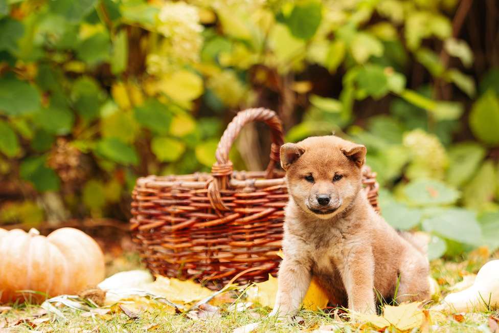 Собаки в Москве: Щенки Сибу-ину с характером солнца Мальчик, 70 000 руб. - фото 4