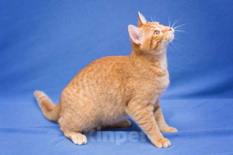 Кошки в Москве: Рыжий котенок Чери в добрые руки Девочка, 1 руб. - фото 7