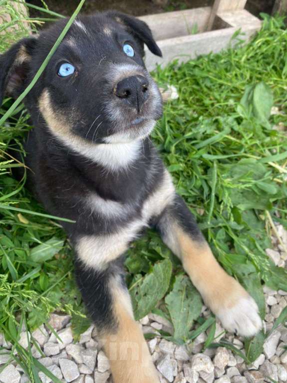 Собаки в Москве: Малу, голубоглазый метис хаски Девочка, Бесплатно - фото 3