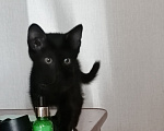 Кошки в Красноярске: Котенок 3 мес. Мальчик, Бесплатно - фото 2