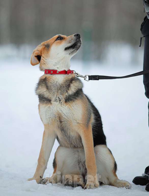 Собаки в Москве: Щенок Марти Девочка, Бесплатно - фото 7