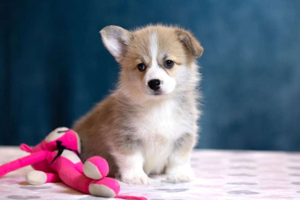 Собаки в других городах Московской области: Щенки пемброка из питомника РКФ Разнополые, Бесплатно - фото 3