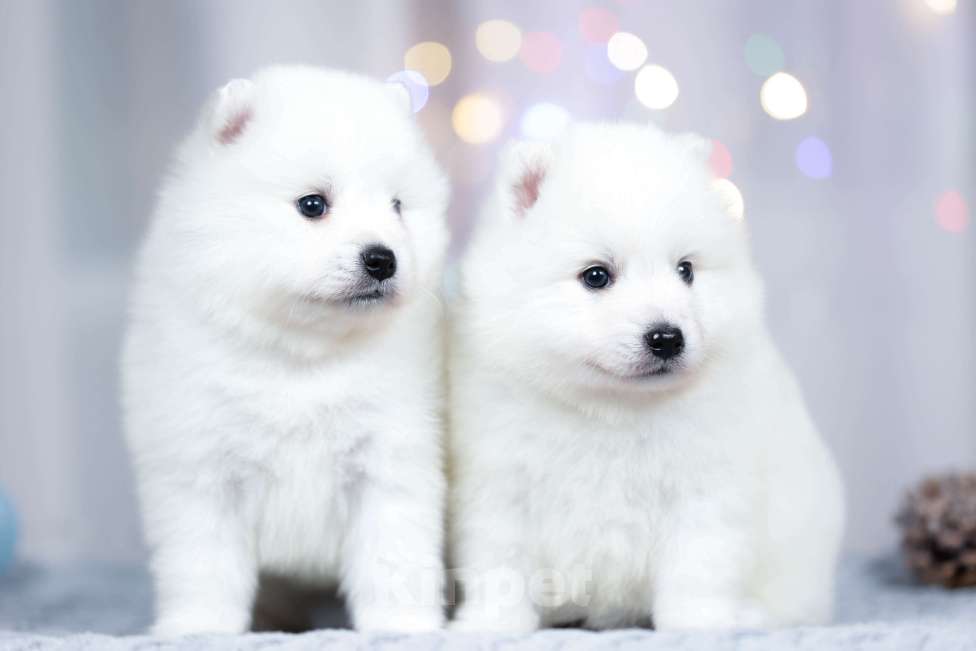 Собаки в Москве: Японский шпиц щенки РКФ  Мальчик, 50 000 руб. - фото 4