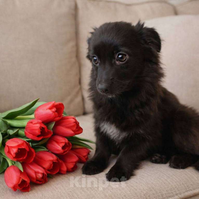 Собаки в Москве: в добрые руки небольшая собака Мальчик, Бесплатно - фото 4