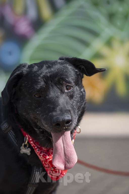 Собаки в Москве: Компаньон  Мальчик, Бесплатно - фото 6