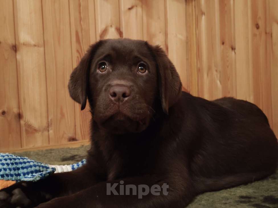 Собаки в Санкт-Петербурге: Щенок лабрадора коричневый здоровый  Девочка, Бесплатно - фото 4