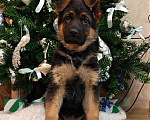 Собаки в Томске: Продаётся щенок немецкой овчарки Девочка, 75 000 руб. - фото 2