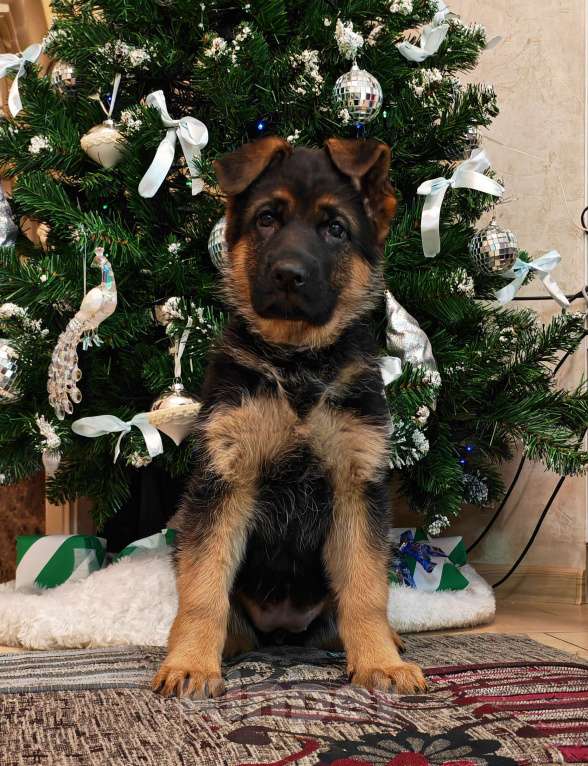 Собаки в Томске: Продаётся щенок немецкой овчарки Девочка, 75 000 руб. - фото 2