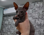 Кошки в Владивостоке: Котёнок Донского сфинкса  Мальчик, 15 000 руб. - фото 3