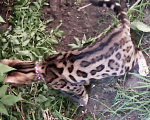 Кошки в Тюмени: Кошечка для вязки , Бесплатно - фото 5