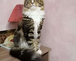 Кошки в Славгороде: Мейн-кун, 5 000 руб. - фото 5