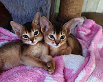 Кошки в Дивногорске: Абиссинские котята, 35 000 руб. - фото 1
