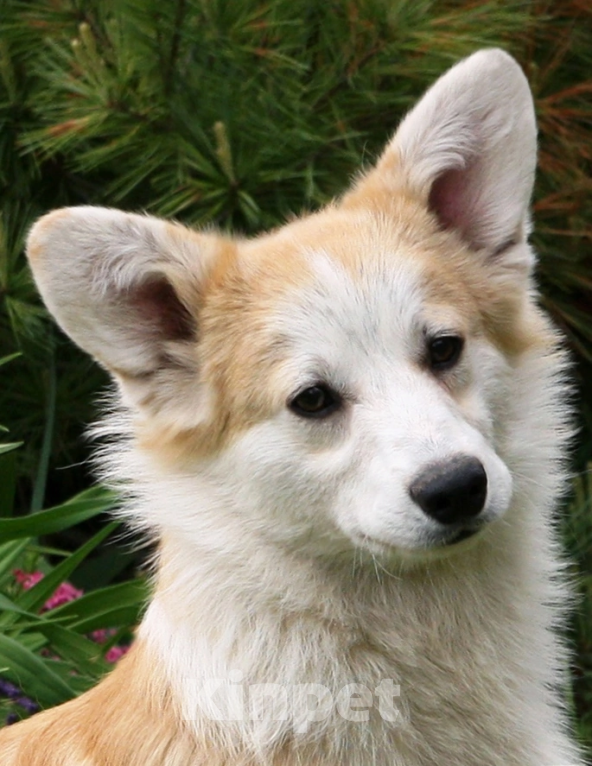 Собаки в Самаре: Кобель корги Мальчик, 100 000 руб. - фото 2