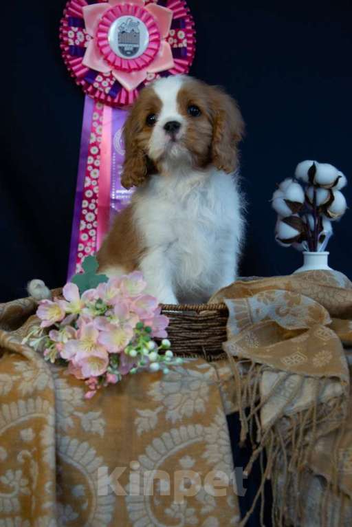 Собаки в Электростали: Харизматичный мальчик кавалер кинг чарльз спаниеля Мальчик, Бесплатно - фото 1