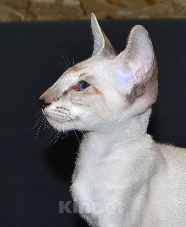 Кошки в Глазове: Хантер Мальчик, 25 000 руб. - фото 2