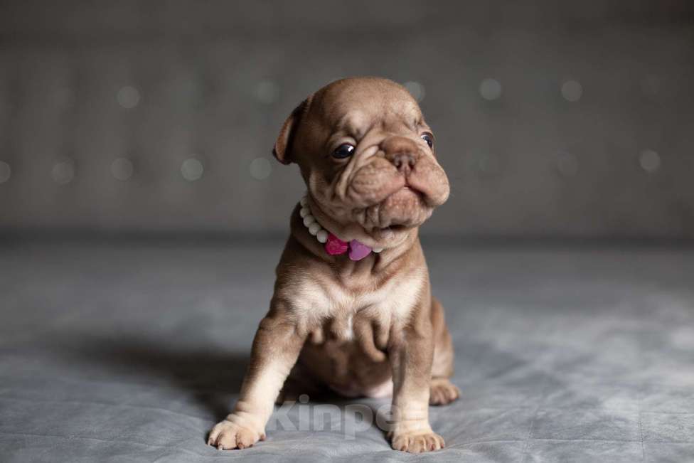 Собаки в Москве: Французский бульдог (бигроп), щенок Девочка, 170 000 руб. - фото 2