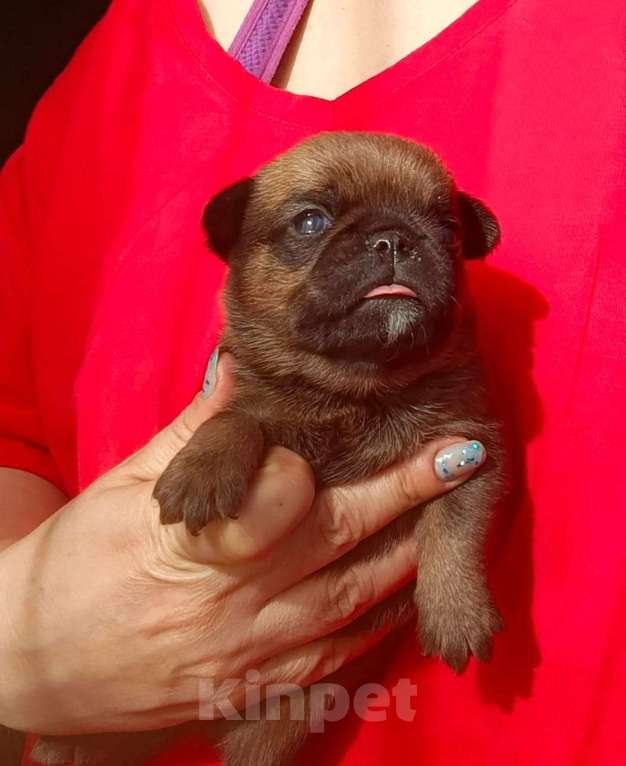 Собаки в Москве: Рыжик мальчик брабик Мальчик, 35 000 руб. - фото 2