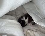 Кошки в Бердске: Котенок мальчик Мальчик, Бесплатно - фото 1