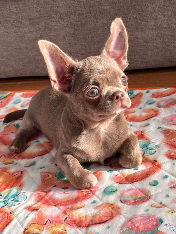 Собаки в Ижевске: Щенок чихуахуа Мальчик, 50 000 руб. - фото 10