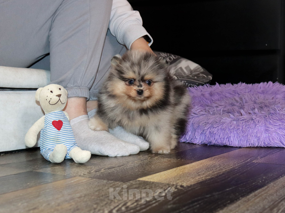 Собаки в Москве: Мраморная девочка шпица Девочка, 75 000 руб. - фото 4