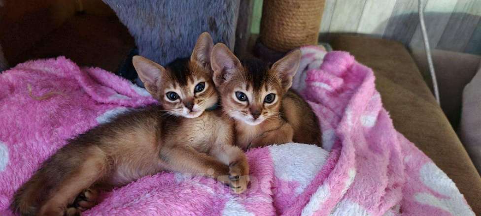 Кошки в Дивногорске: Абиссинские котята, 35 000 руб. - фото 1