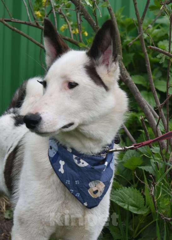 Собаки в Москве: Белая аристократка Бэлль в добрые руки Девочка, 1 руб. - фото 3