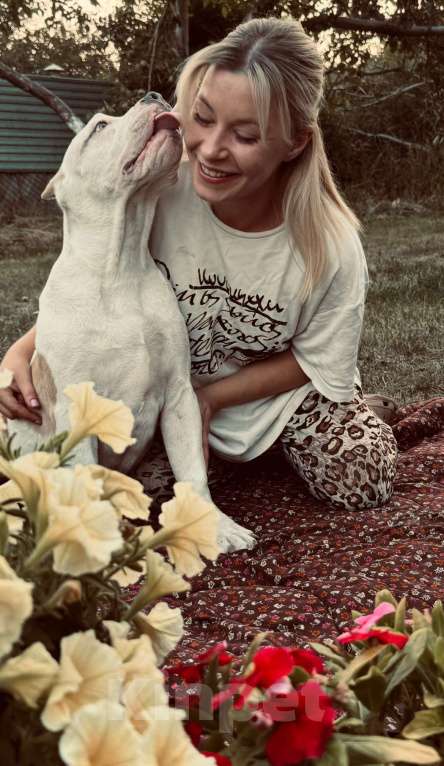 Собаки в Саратове: Бруно Мальчик, Бесплатно - фото 2