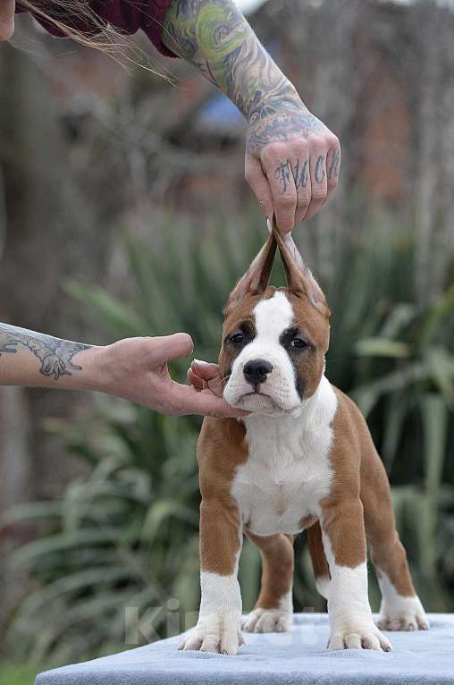 Собаки в Краснодаре: Щенок амстаффа РКФ Мальчик, 60 000 руб. - фото 8