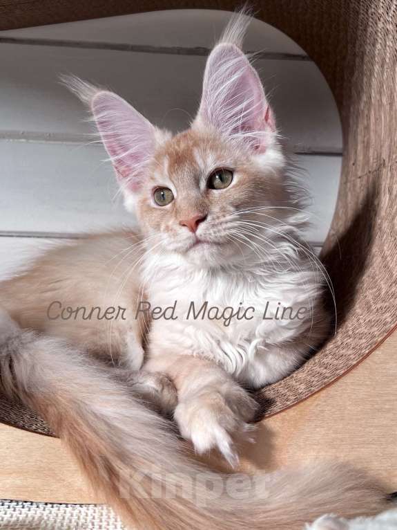 Кошки в Наро-Фоминске: Conner Conner. Male . MCO ds25 born June 14.2025 Мальчик, 140 000 руб. - фото 2