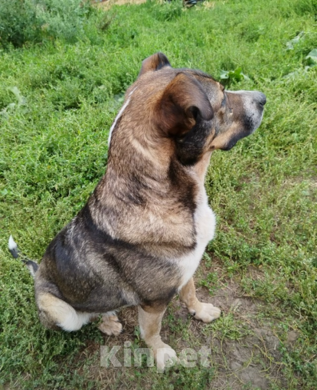 Собаки в Казани: Тося) Девочка, Бесплатно - фото 3