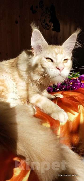 Кошки в Челябинске: КОТЕНОК МЕЙН-КУН Мальчик, Бесплатно - фото 2