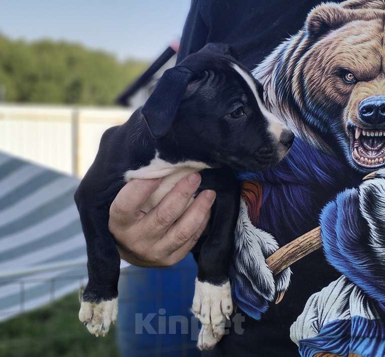 Собаки в Пушкино: Красавцы стаффята Мальчик, 120 000 руб. - фото 2