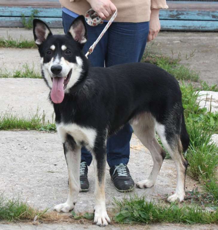 Собаки в Москве: Кекс в поисках своей родной семьи  Мальчик, Бесплатно - фото 3