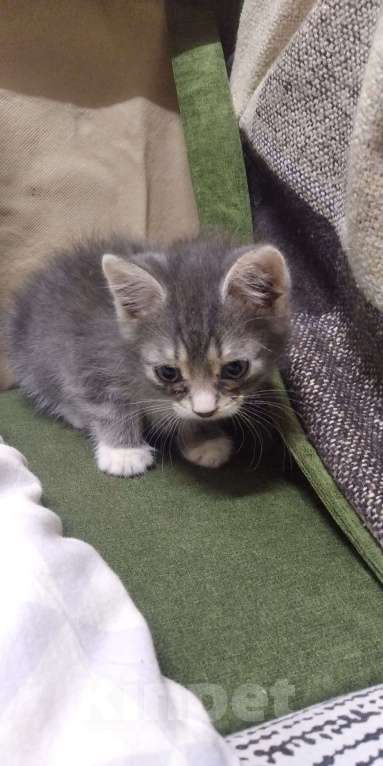 Кошки в Томске: Котёнок в добрые руки Девочка, Бесплатно - фото 5