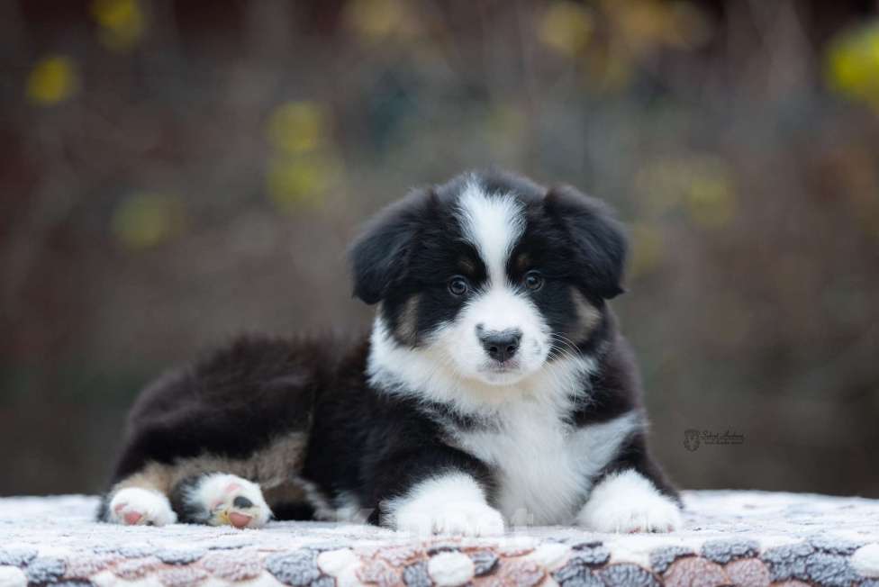 Собаки в Москве: Миниатюрная американская овчарка (мини-аусси) Девочка, 100 000 руб. - фото 1