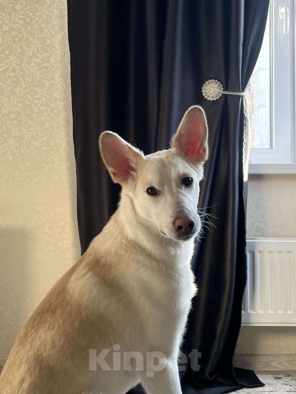 Собаки в Барнауле: Отдам в добрые руки Мальчик, Бесплатно - фото 4