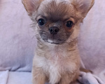 Собаки в Ярославле: Щенок чихуахуа Мальчик, 25 000 руб. - фото 1