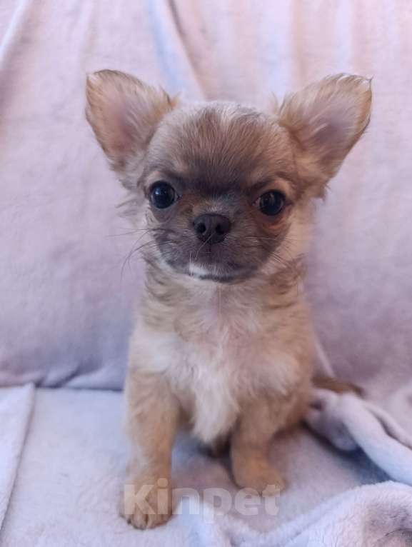 Собаки в Ярославле: Щенок чихуахуа Мальчик, 25 000 руб. - фото 1