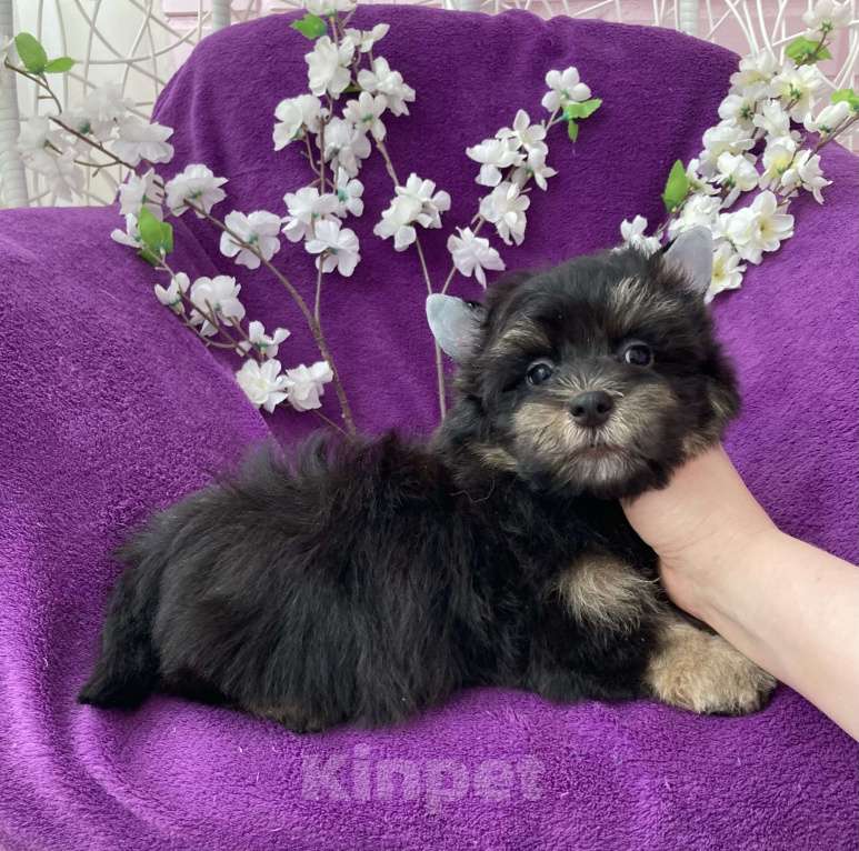 Собаки в Москве: Крупный йорк мальчик чёрный и яркий Мальчик, 45 000 руб. - фото 5