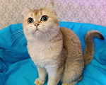 Кошки в Санкт-Петербурге: Золотая кошечка Девочка, 1 000 руб. - фото 3