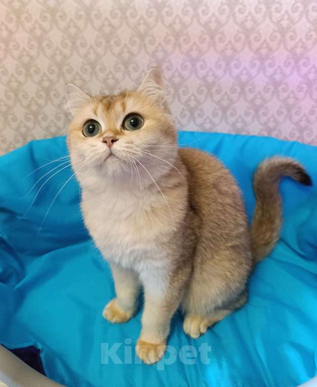 Кошки в Санкт-Петербурге: Золотая кошечка Девочка, 1 000 руб. - фото 3