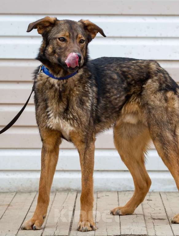 Собаки в Москве: Люсьен. Ноги от ушей Мальчик, 1 руб. - фото 4