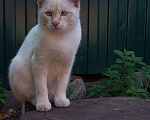 Кошки в Санкт-Петербурге: Котенок Абрикос  Мальчик, Бесплатно - фото 1