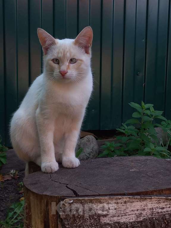 Кошки в Санкт-Петербурге: Котенок Абрикос  Мальчик, Бесплатно - фото 1