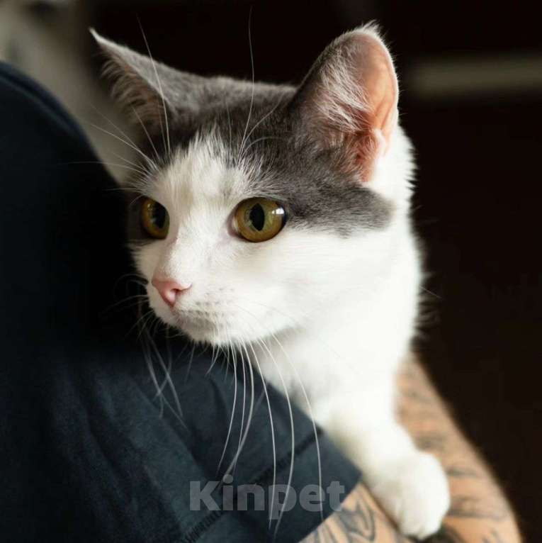 Кошки в Москве: Мира 2 года живёт на передержке в маленьком боксе Девочка, Бесплатно - фото 2