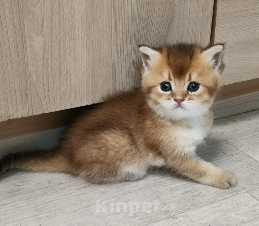 Кошки в Санкт-Петербурге: Золотая шиншилла девочка Девочка, 25 000 руб. - фото 4