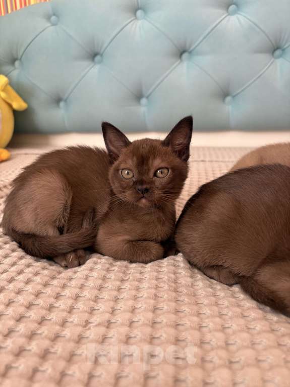 Кошки в Балашихе: Бурманская кошечка Девочка, 35 000 руб. - фото 1